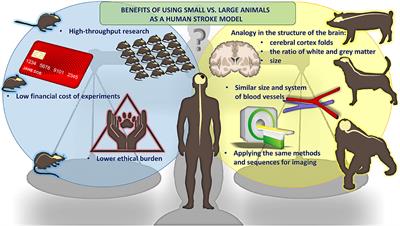 Animal models of focal ischemic stroke: brain size matters